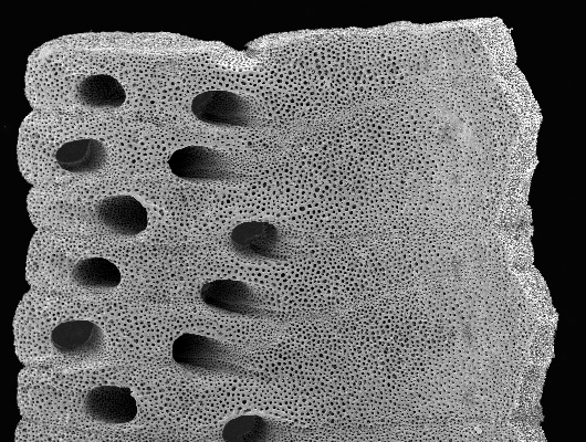 Rotary adapter animation