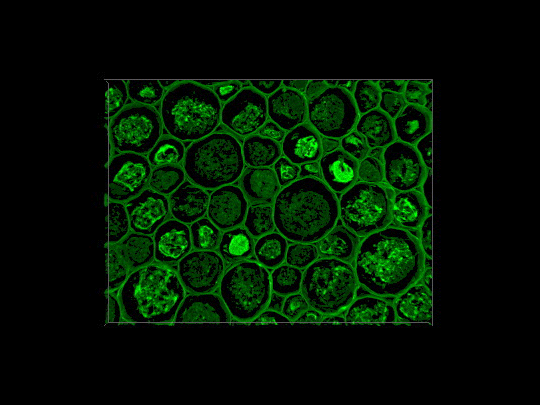 Lilium autofluorescence Lilium autofluorescence