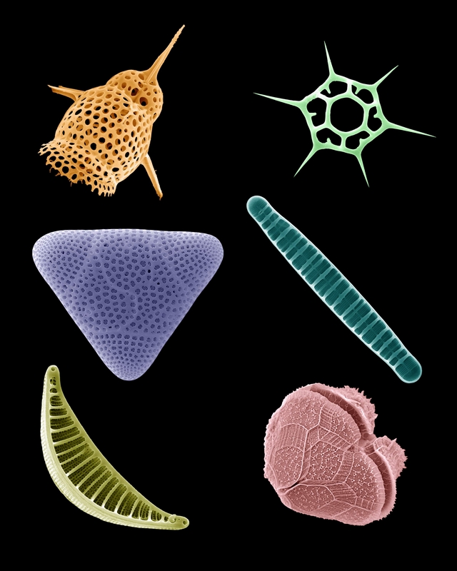 Colorized Plankton #1