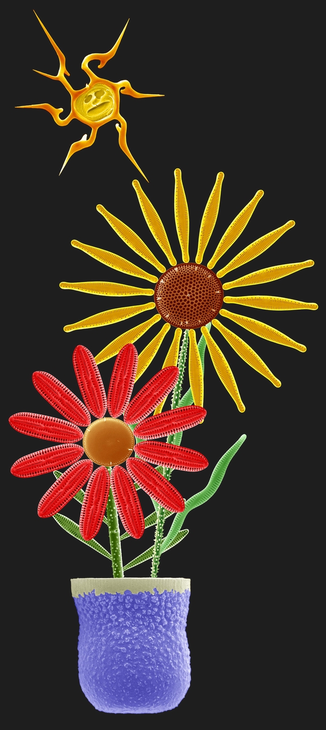 Diatom Flowers