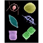 colorized_plankton_2.jpg