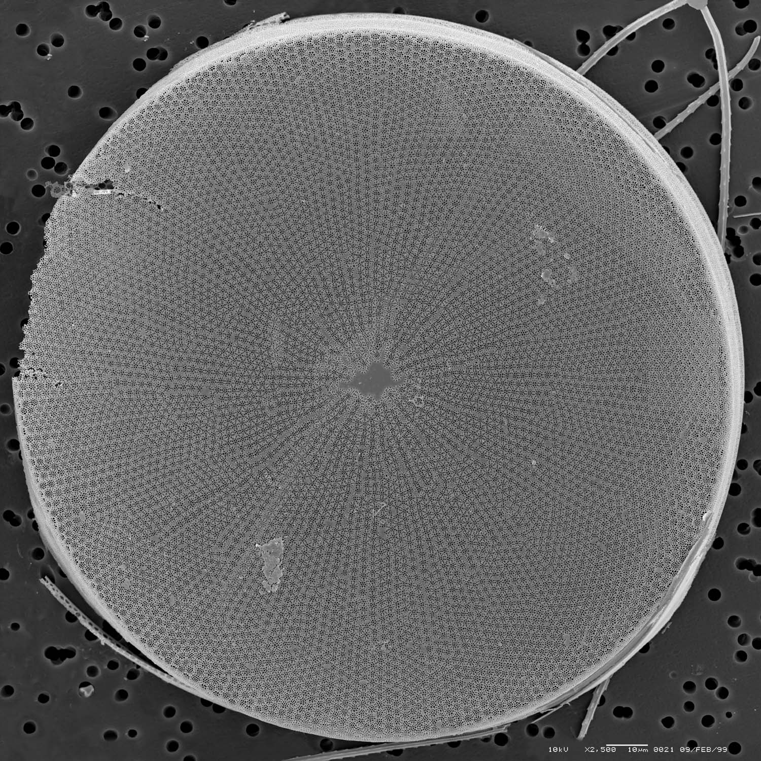 Coscinodiscus montage