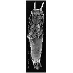 silverfish.jpg
