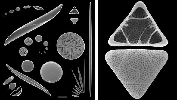 diatom cover art