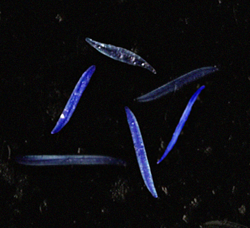 What Is It? #17 What Is It? #17