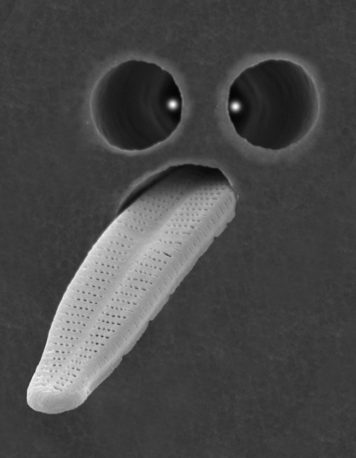 What Is It? #19 What Is It? #19