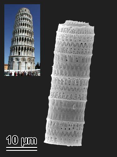 What Is It? #23 What Is It? #23