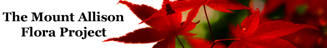 The Mount Allison Flora Project