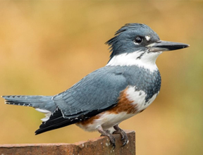 BeltedKingfisher_thumb