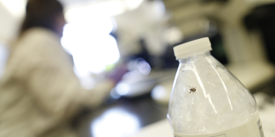 ticks_lymeOct2018study